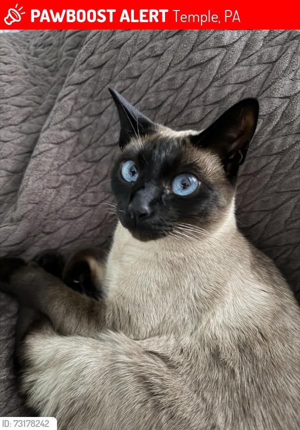 Lost Female Cat last seen Crystal rock road, Temple, PA 19560