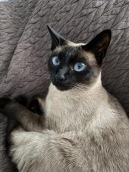 Lost Female Cat last seen Crystal rock road, Temple, PA 19560