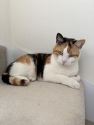 Reunited Female Cat last seen Teardrop Lake Hampton Beach, Peterborough, England 