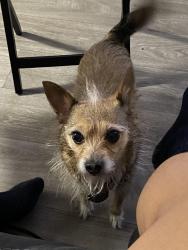 Reunited Female Dog last seen Nellis and Lake Mead, Las Vegas, NV 89156