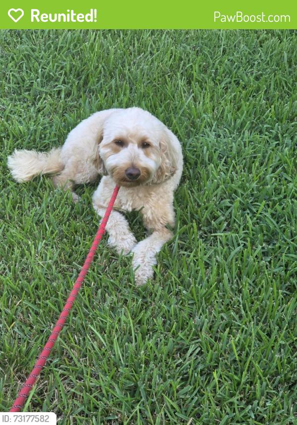 Reunited Female Dog last seen Cypress creek lake dr, Houston, TX 77433