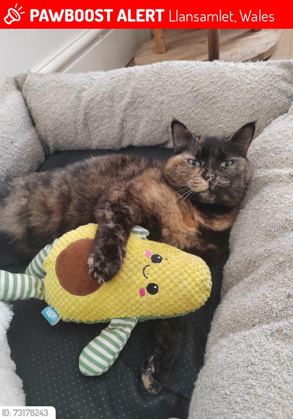Lost Female Cat last seen Samlet Road, Llansamlet, Wales 