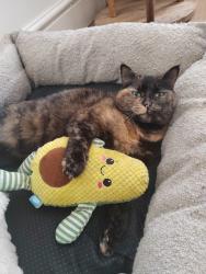 Lost Female Cat last seen Samlet Road, Llansamlet, Wales 