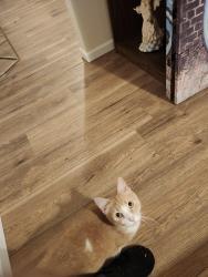 Reunited Male Cat last seen Monongahela pa, Monongahela, PA 15063