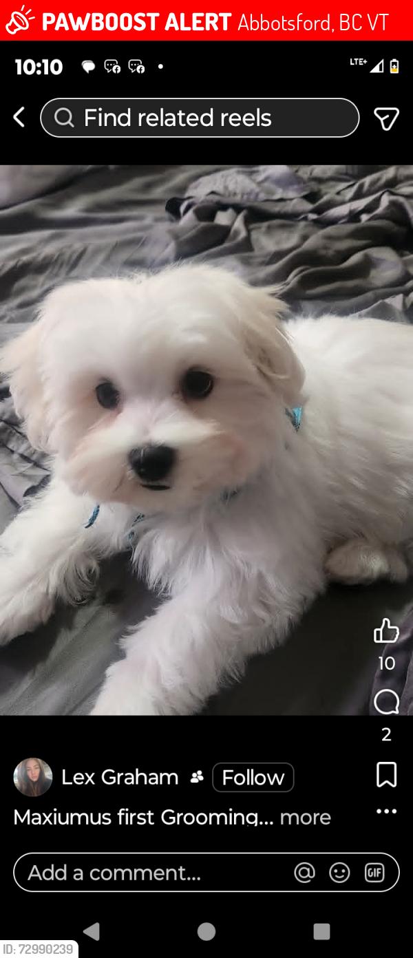 Lost Male Dog last seen Alpine hotel Abbotsford, Abbotsford, BC V2T