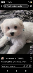 Lost Male Dog last seen Alpine hotel Abbotsford, Abbotsford, BC V2T