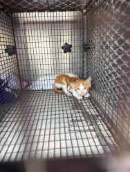 Shelter Stray Male Cat last seen Bexar County, 3353 Morningside Dr, New Braunfels, TX 78132, USA