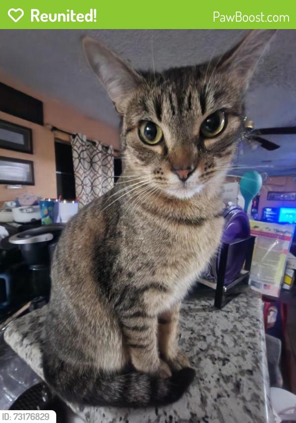 Reunited Female Cat last seen Brazoswood vetinary clinic, Lake Jackson, TX 77566