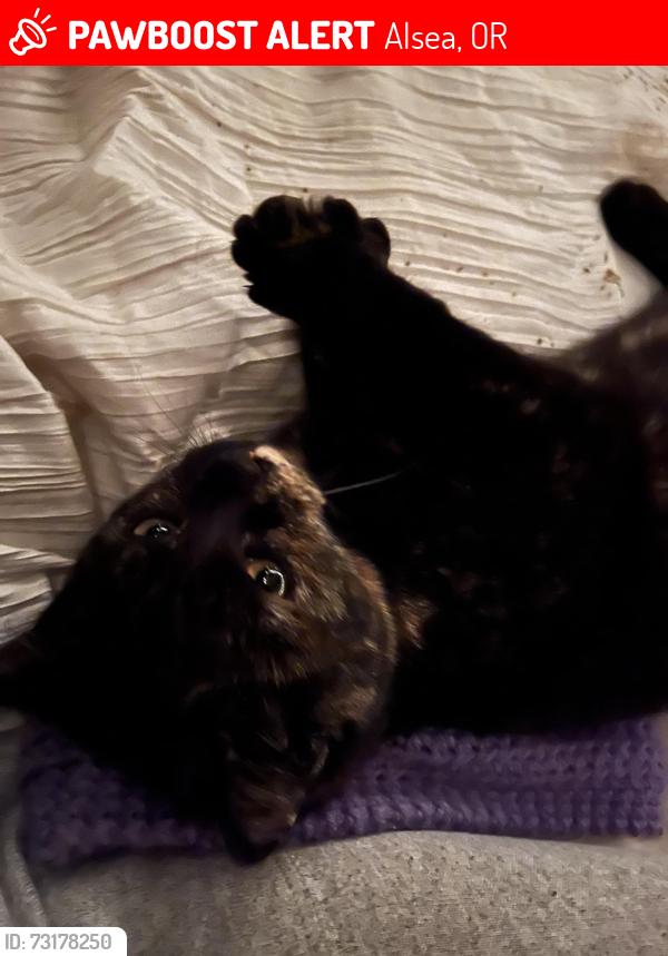Lost Female Cat last seen Alsea deadwood hey and hey 34, Alsea, OR 97324