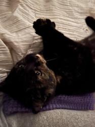 Lost Female Cat last seen Alsea deadwood hey and hey 34, Alsea, OR 97324
