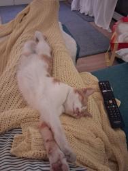 Reunited Female Cat last seen Brooks Dye Works, Sevier Street, Saint Werburgh's, England 