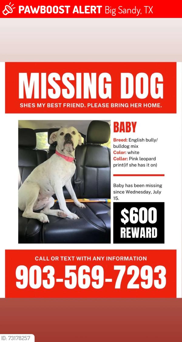 Lost Female Dog last seen Near north and cotton st and possibly hwy 80, Big Sandy, TX 75755