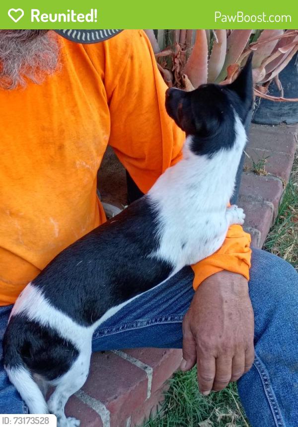 Reunited Female Dog last seen Richwood- El Monte, El Monte, CA 91731