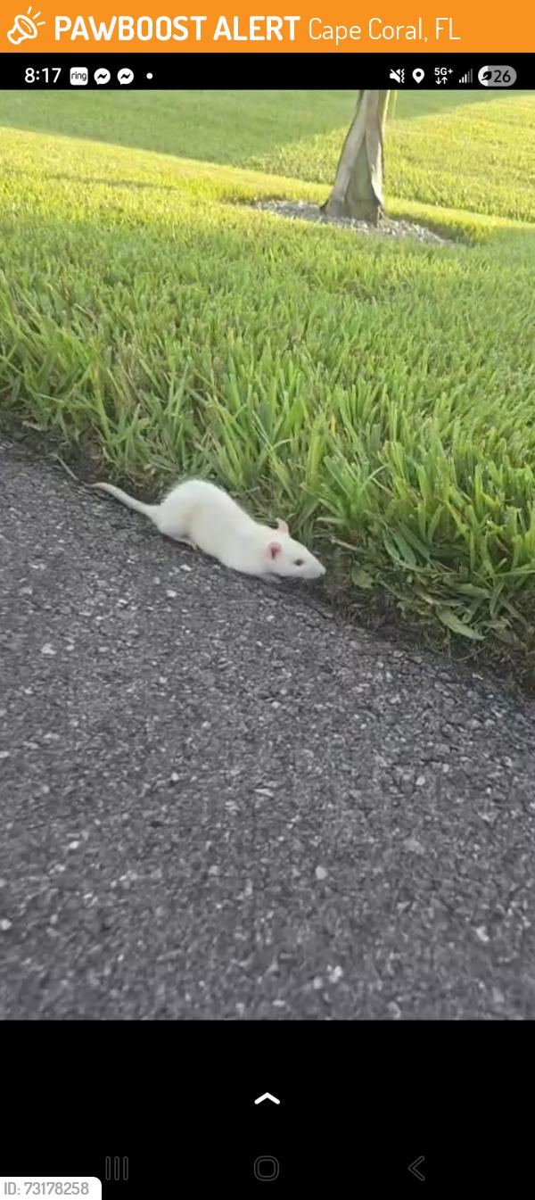 Found/Stray Unknown Other last seen Sw 20th ave, SW 20th pl, SW 39th st, Cape Coral, FL 33914