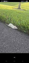 Found/Stray Unknown Other last seen Sw 20th ave, SW 20th pl, SW 39th st, Cape Coral, FL 33914