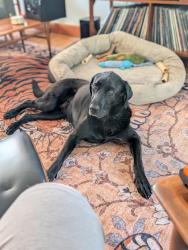 Reunited Female Dog last seen 62nd and Prescott, Portland, OR 97218