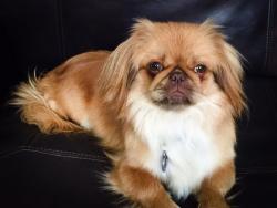 Reunited Female Dog last seen Shirebrook dr, Sugar Land, TX 77498