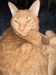 Lost Male Cat last seen Aledo Post Office, Aledo, TX 76008