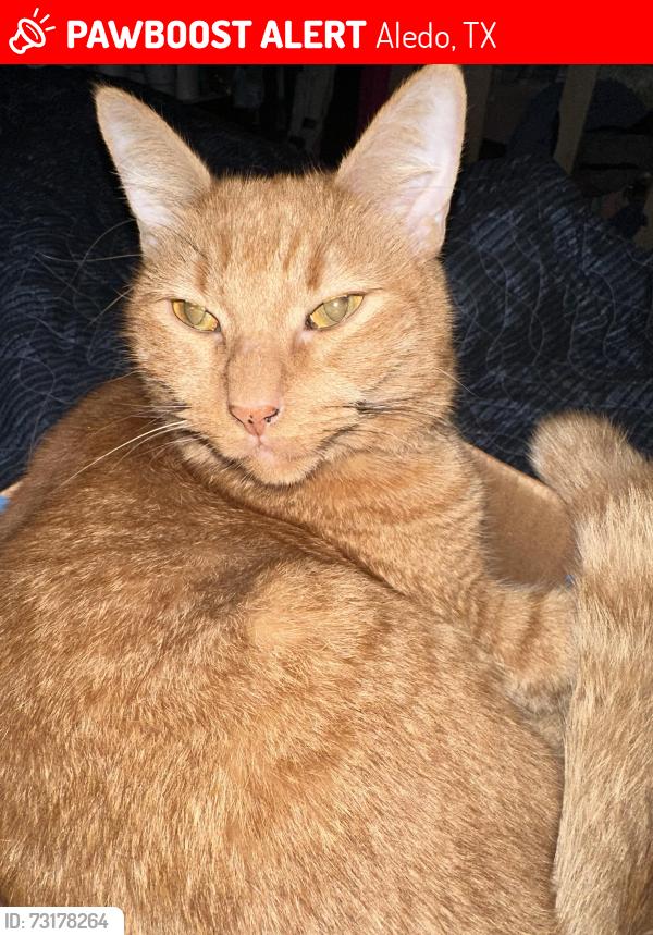 Lost Male Cat last seen Aledo Post Office, Aledo, TX 76008
