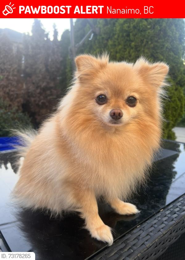 Lost Male Dog last seen Laguna way, Nanaimo, BC 