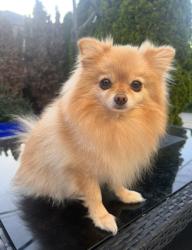 Lost Male Dog last seen Laguna way, Nanaimo, BC 