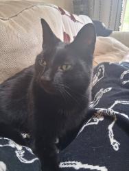 Reunited Male Cat last seen East holly road, tucker road, Holly, MI 48442
