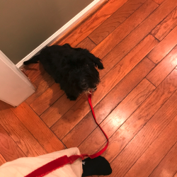 Reunited Female Dog last seen Twinbook Rd and Braddock Road, Fairfax, VA 22032