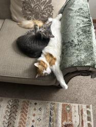 Reunited Female Cat last seen Lincon elementary school,lion park, DeKalb, IL 60115