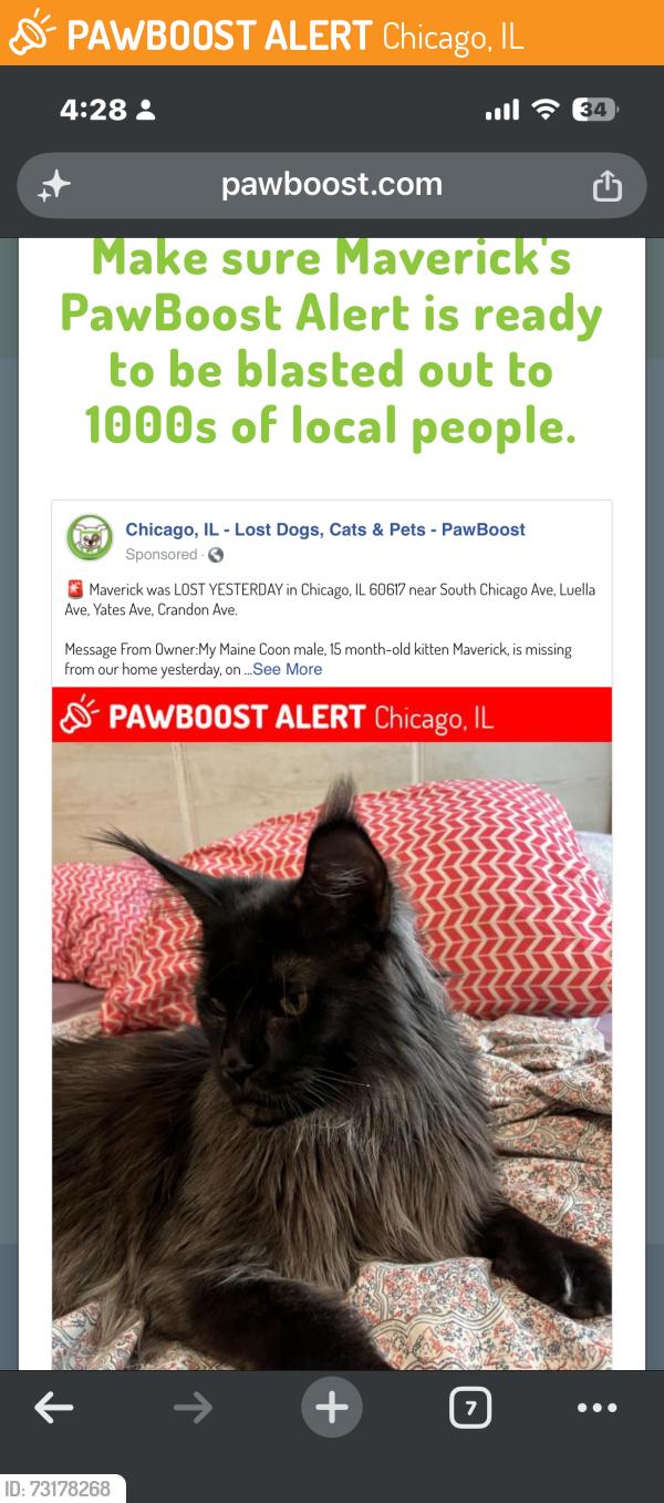 Found/Stray Male Cat last seen South Chicago Ave., Yates Ave. Crandon Ave., Jefferey Ave., Chicago, IL 60617