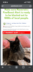 Found/Stray Male Cat last seen South Chicago Ave., Yates Ave. Crandon Ave., Jefferey Ave., Chicago, IL 60617