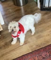 Lost Male Dog last seen Dogwood place and Redwood, Springdale, AR 72762