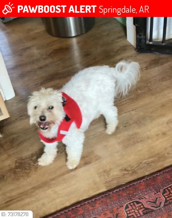 Lost Male Dog last seen Dogwood place and Redwood, Springdale, AR 72762