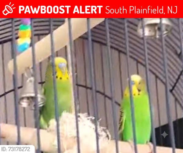 Lost Female Bird last seen Hamilton Boulevard South plainfield nj, South Plainfield, NJ 07080