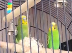 Lost Female Bird last seen Hamilton Boulevard South plainfield nj, South Plainfield, NJ 07080