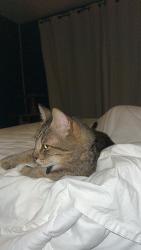 Reunited Male Cat last seen Quincy & Handy, Orange, CA 92867