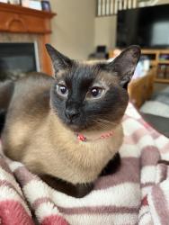 Reunited Female Cat last seen Canyon walk drive and mountain meadows, Ottawa, ON 