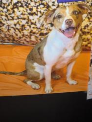 Reunited Female Dog last seen Near Peacock Station Drive, Fredericksburg, VA 22406