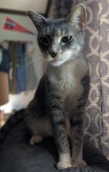 Reunited Male Cat last seen Highway 29, Madison County, GA 30646
