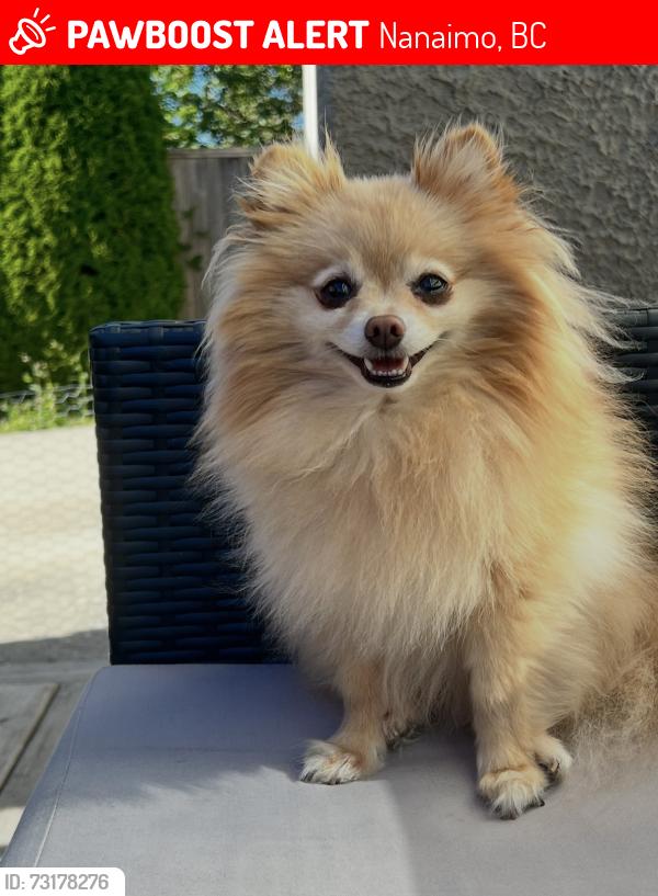 Lost Male Dog last seen Nanaimo, Nanaimo, BC 