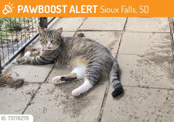 Found/Stray Female Cat last seen Sertoma and 57th, Sioux Falls, SD 57106