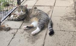 Found/Stray Female Cat last seen Sertoma and 57th, Sioux Falls, SD 57106