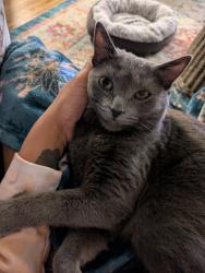 Lost Female Cat last seen Burnsville parkway, Burnsville, MN 55337