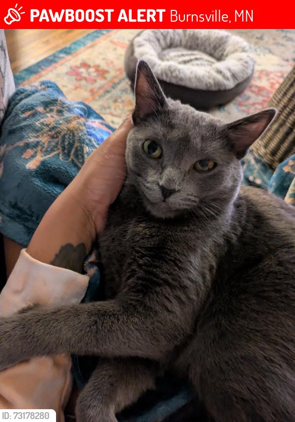 Lost Female Cat last seen Burnsville parkway, Burnsville, MN 55337