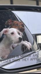 Lost Male Dog last seen Near via del prado st, Las Vegas, NV 89115