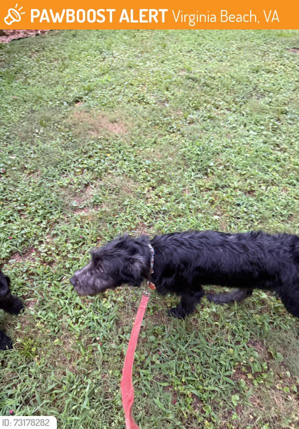Found/Stray Female Dog last seen Pickwick rd and copperfield, Virginia Beach, VA 23455