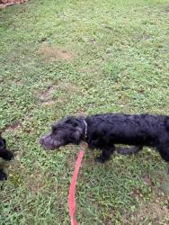 Found/Stray Female Dog last seen Pickwick rd and copperfield, Virginia Beach, VA 23455