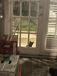 Found/Stray Unknown Cat last seen Rocky creek ln, Allen, TX 75002