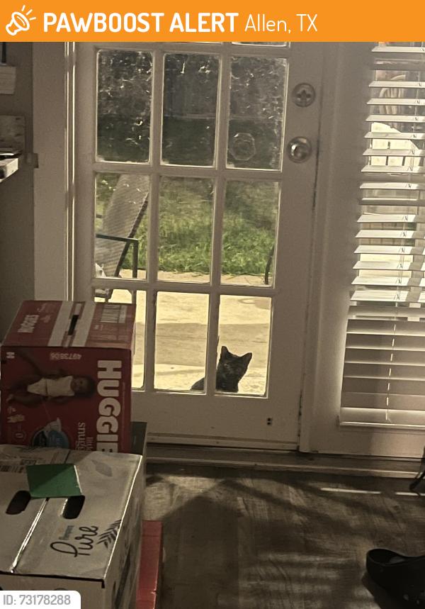 Found/Stray Unknown Cat last seen Rocky creek ln, Allen, TX 75002