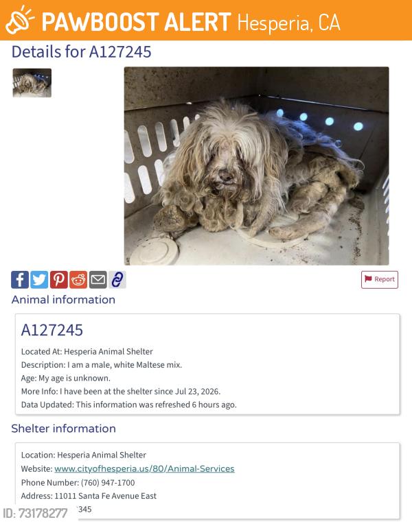 Found/Stray Male Dog last seen Wells Fargo St & Cottonwood Ave, Hesperia, CA 92345