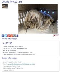 Found/Stray Male Dog last seen Wells Fargo St & Cottonwood Ave, Hesperia, CA 92345